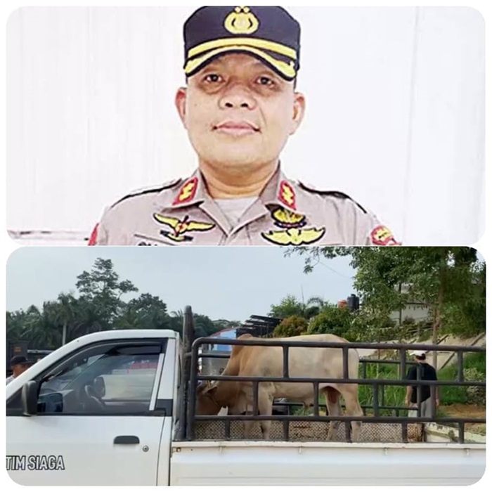Pemberian Kapolres, Iedul Adha Tahun Ini PWI Pelalawan Perdana Potong 1 Sapi Qurban